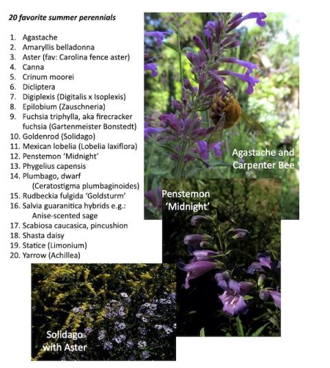 20 herbaceous fall-blooming plants