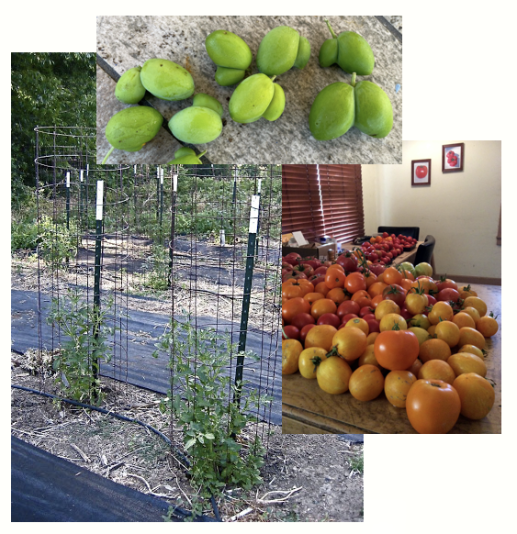Tomatoes part 3 plus twinned plums