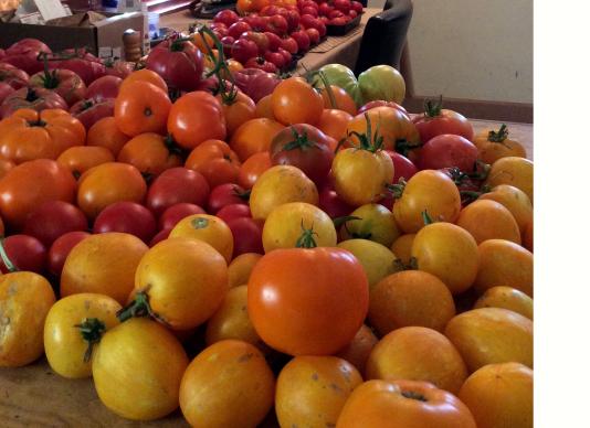 October Tomato Harvest