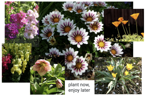 Plant in October