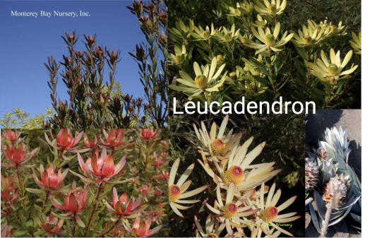 Leucadendron