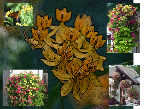 collage Milkweed and Hanging Baskets