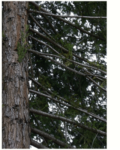 Redwood Tree Posterized