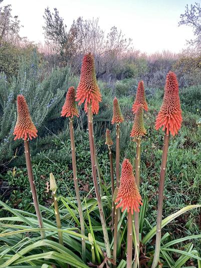 flower spikes of red hot poker plant