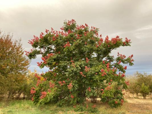 Formosan flame tree