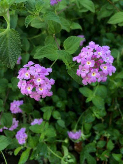 Lantana flowers