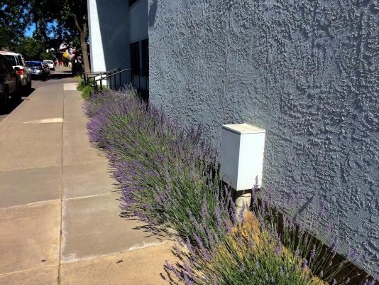 Lavender variety called Phenomenal