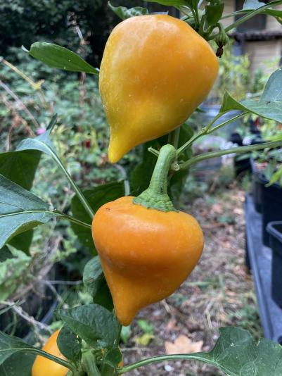 yellow sweet pepper