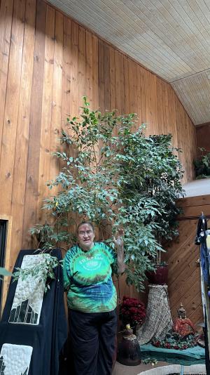 Ficus tree indoors