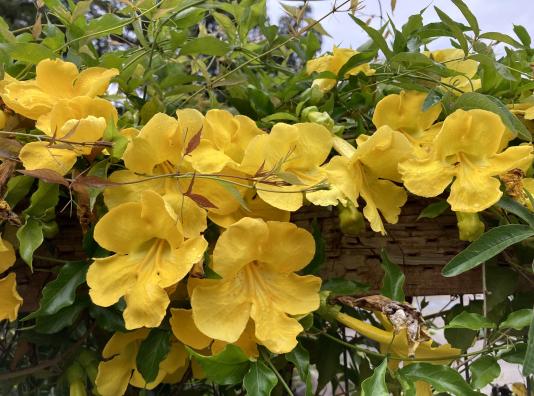 yellow trumpet vine flowers