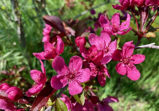 Malus Prairifire a flowering crabapple