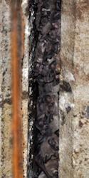 Mexican Free-Tailed Bats in a freeway expansion crack