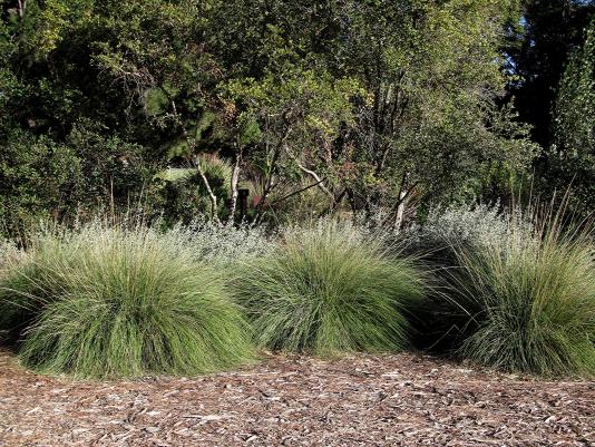 Muhlenbergia rigens, deer grass