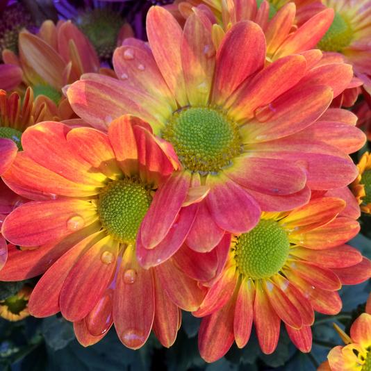 Chrysanthemum flowers
