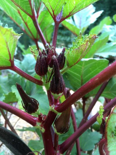 okra burgundy pods and flower buds