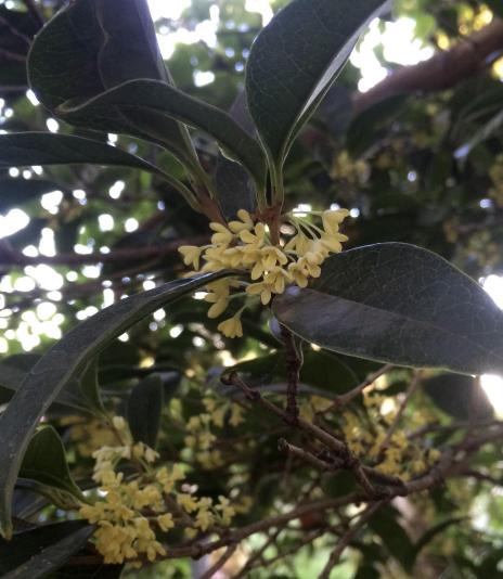 flowers of the sweet olive bush