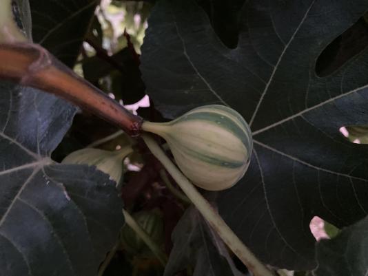 fig variety called Panache