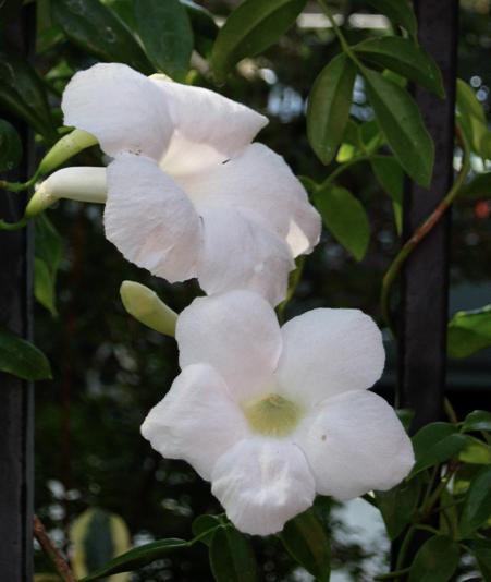 Pandorea jasminoides flower