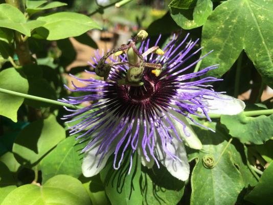 passion flower