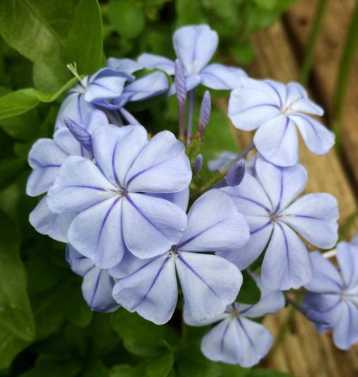flowers of cape plumbago shrub
