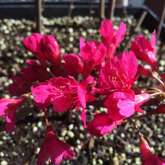 Prunus campanulata flowers