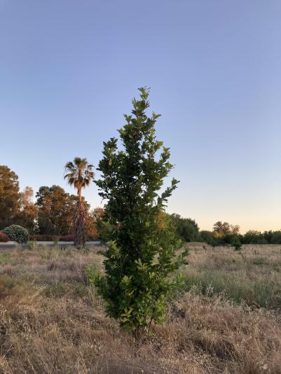 Heritage variety of oak tree