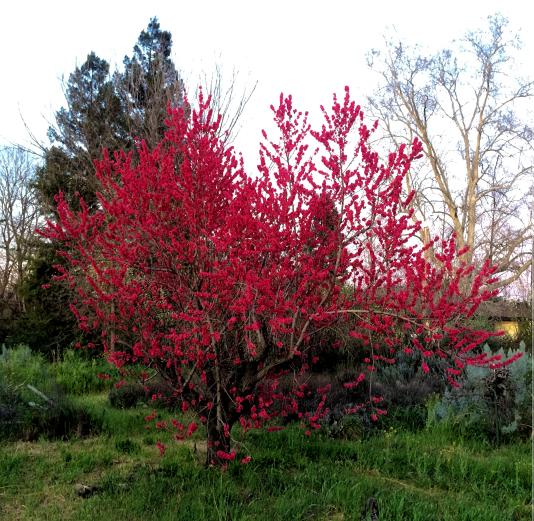 Low-chill peach Red Baron with showy flowers