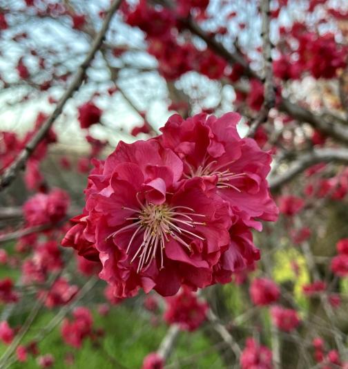 flowers of a Red Baron variety of peach