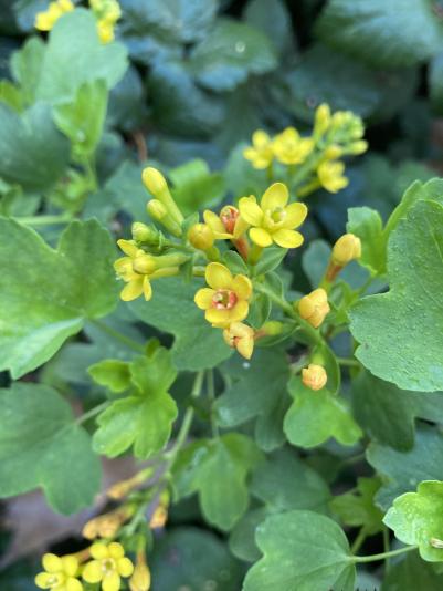 Ribes aureum flowers