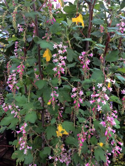 Flowers of the Chaparral currant bush
