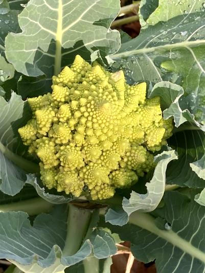 Romanesco broccoli ready for harvest