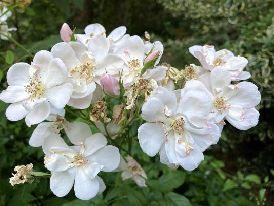 Rosa moschata Nastarana