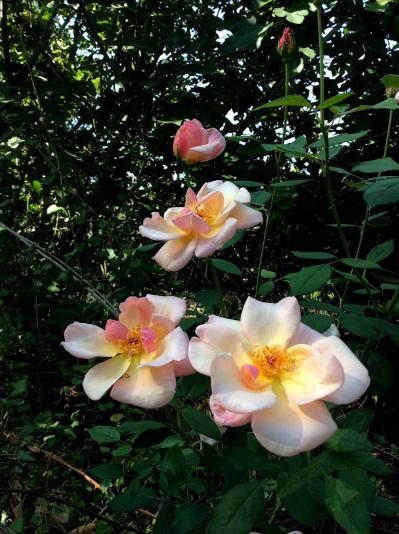 Bishop Darlington Hybrid musk rose