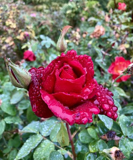 Red rose in the rain