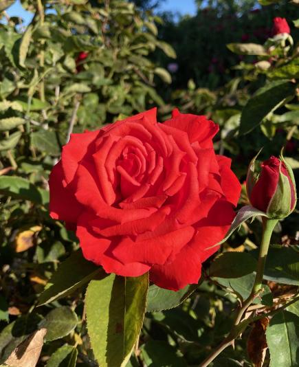 rose named for Dolly Parton