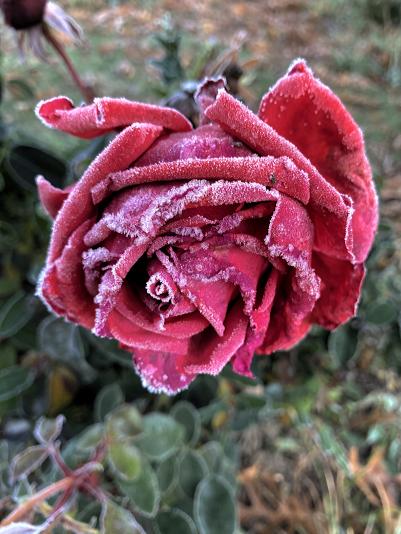 Rose with frost