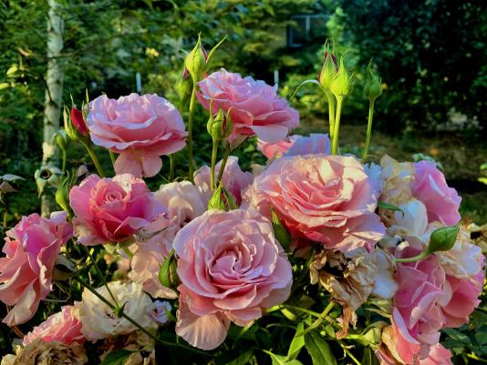 Floribunda rose