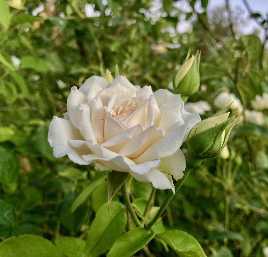 Rose Puerto Rico