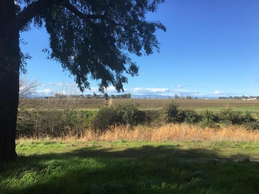 Rural Yolo County on a bright winter day, January 2020