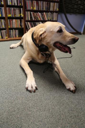 Max chilling in the studio.