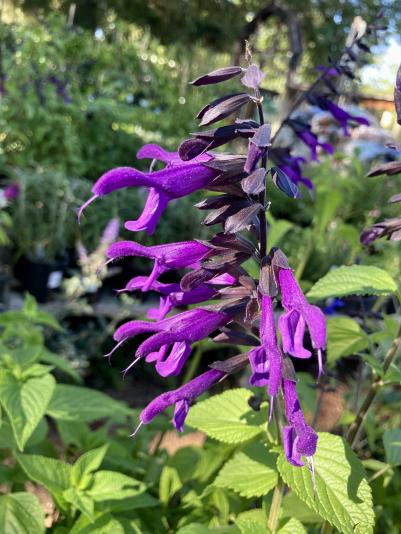 The Friendship sage