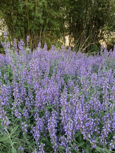 Salvia Dara's Choice flowers