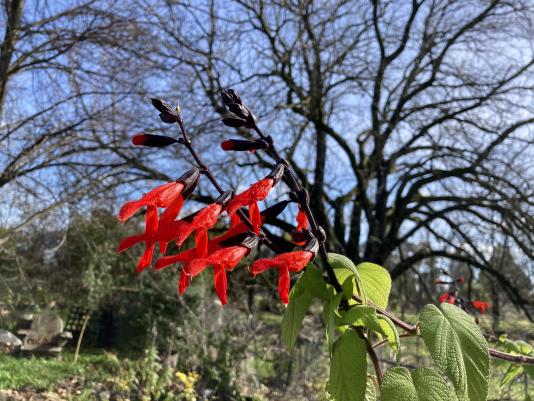 flowers of an ornamental sage plant