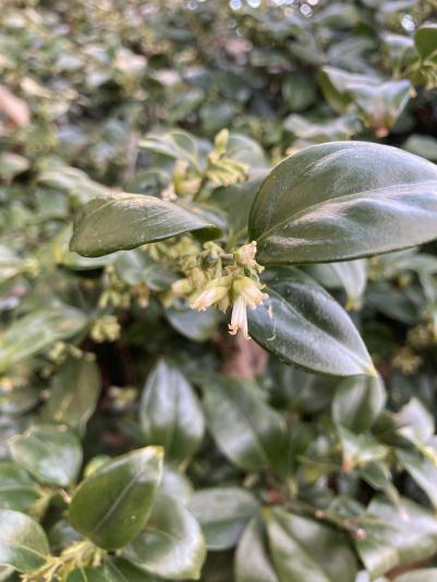 fragrant Sarcococca in bloom