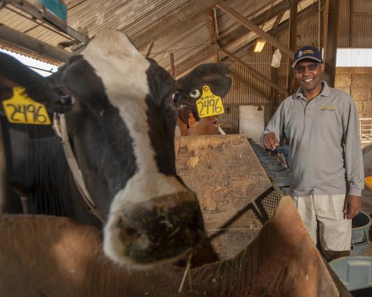 Research cow and Dr. Ermias Kebreab, at UC Davis