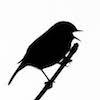 singer