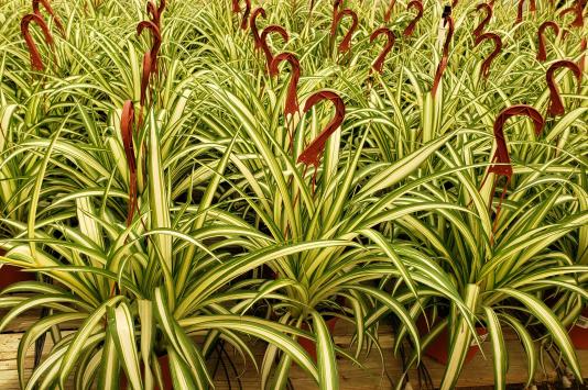 Spider plants