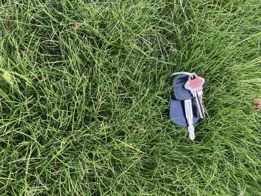 a fine bladed grass called Stonehenge fescue