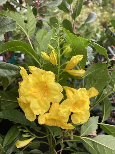 Tecoma stans Yellow Bells variety