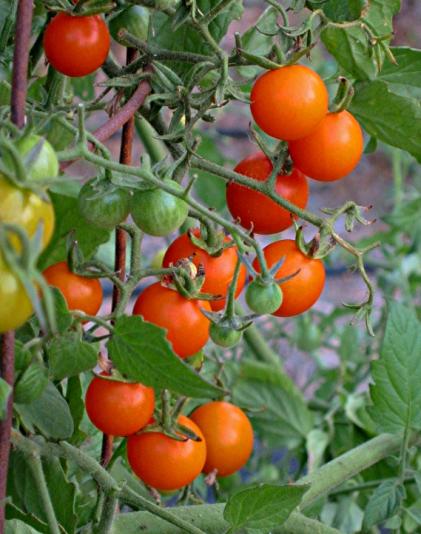 Sungold cherry tomato on the vine